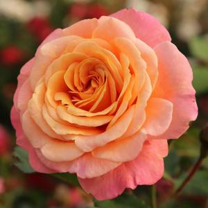 Роза "Peach Melba"