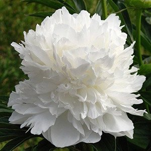 Пион молочноцветковый "Double White"