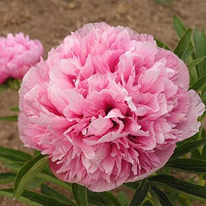 Пион лекарственный "Rosea Plena"