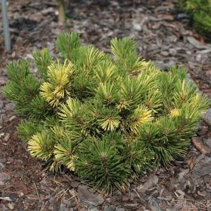 Сосна горная "Albovariegata Panoch"