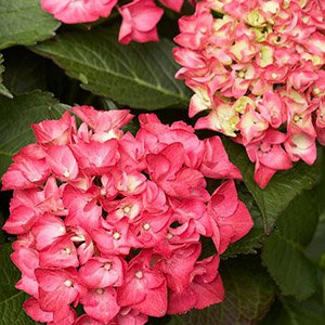 Гортензия крупнолистная "Pink Beauty"