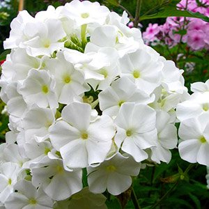 Флокс метельчатый "White Sparr"