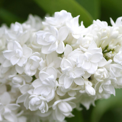 Сирень "Mme Lemoine"