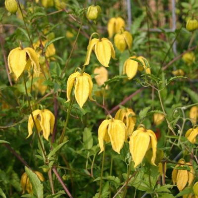 Клематис "Aureolin"