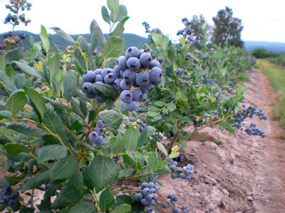 Голубика "Bluejay"