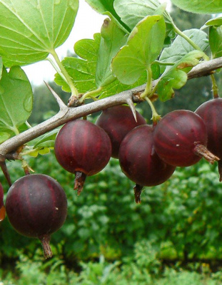 Крыжовник "Сириус"