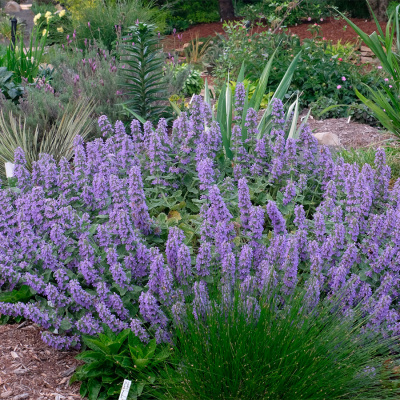Котовник Фассена "Purple Haze"