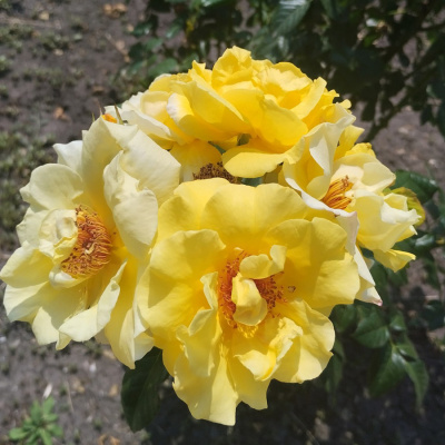 Роза "Allgold"