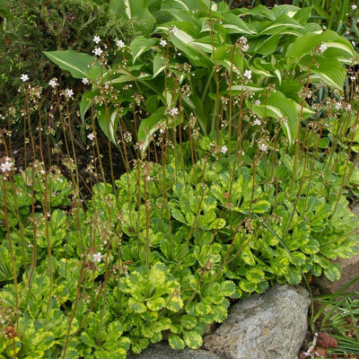 Камнеломка арендса "Variegata"