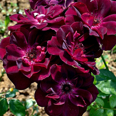 Роза "Burgundy Ice"