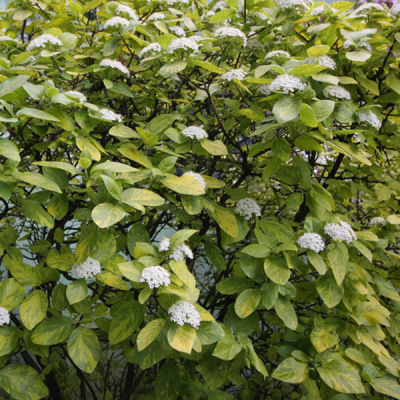 Калина гордовина "Aureovariegata"