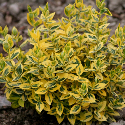 Бересклет Форчуна "Emerald Gold"