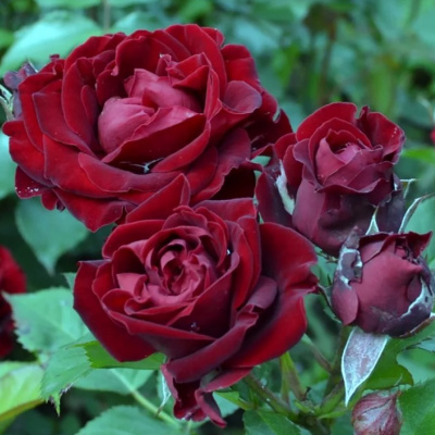 Роза "Black Jack"