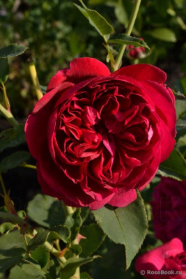 Роза "Darcey"