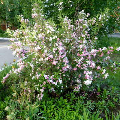 Вейгела "Suzanne"
