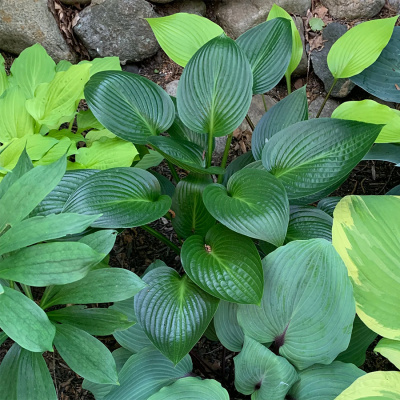 Хоста "Devon Green"