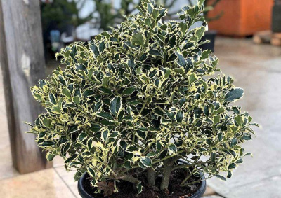 Падуб Мезерва "Argentea Marginata"