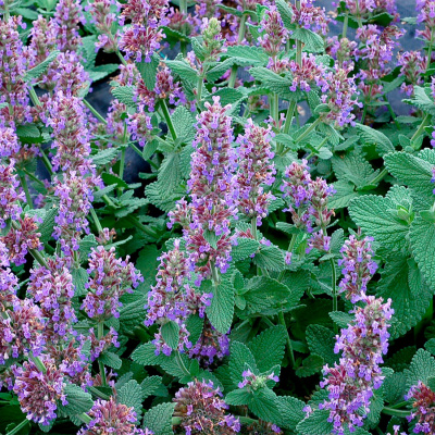 Котовник Фассена "Purple Haze"