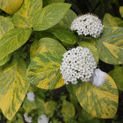 Калина гордовина "Aureovariegata"