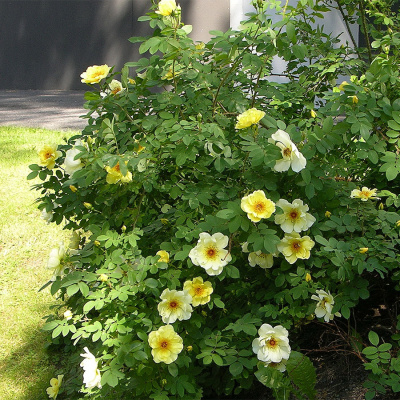 Роза "Aicha"