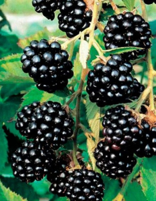Ежевика "Black Prince"