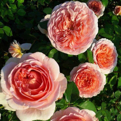 Роза "Abraham Darby"