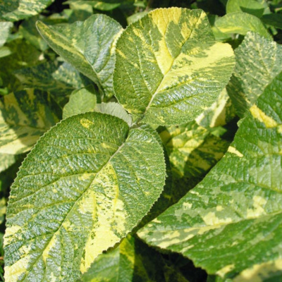 Калина гордовина "Aureovariegata"