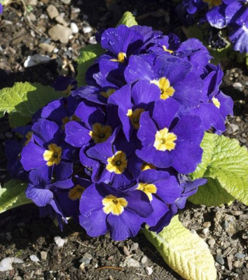 Примула Юлии "Wanda Blue Shades"