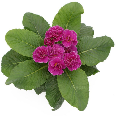 Примула "Hethor Petticoat Lilac"