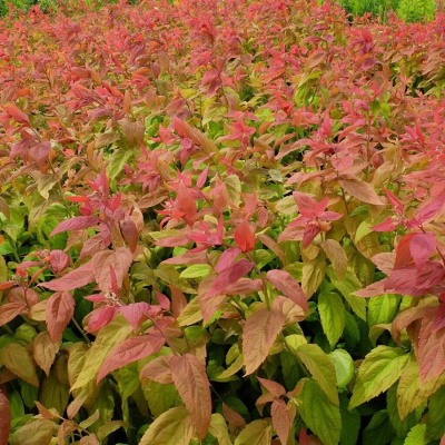 Спирея японская "Macrophylla"