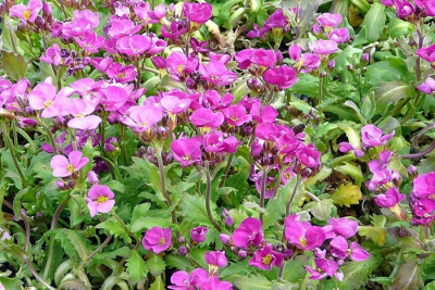 Арабис кавказский "Aubris Deep Rose"