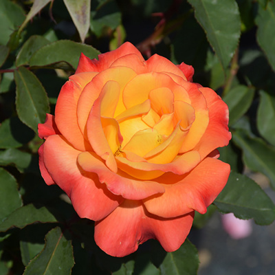 Роза "Samba"