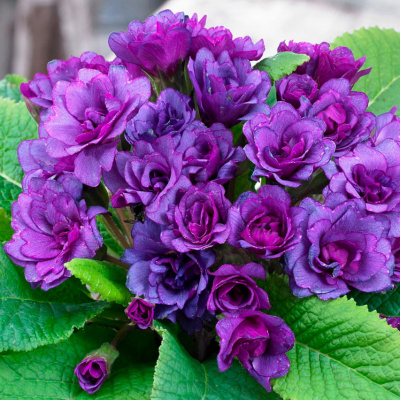 Примула "Purple Storm"