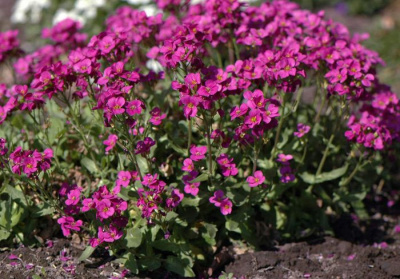 Арабис кавказский "Aubris Deep Rose"