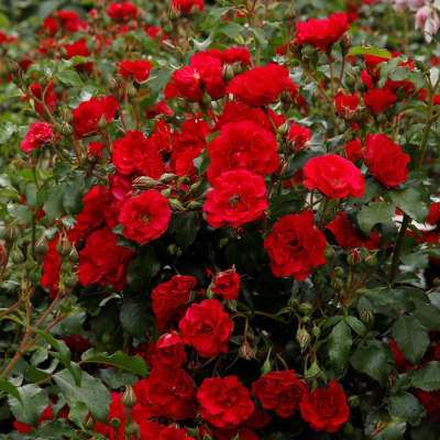Роза "Rotilia"
