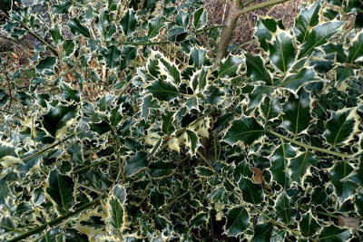 Падуб Мезерва "Argentea Marginata"
