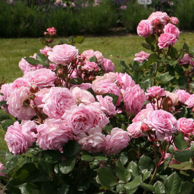 Роза "Rosengrafin Marie Henriette"