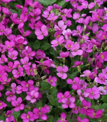 Арабис кавказский "Aubris Deep Rose"