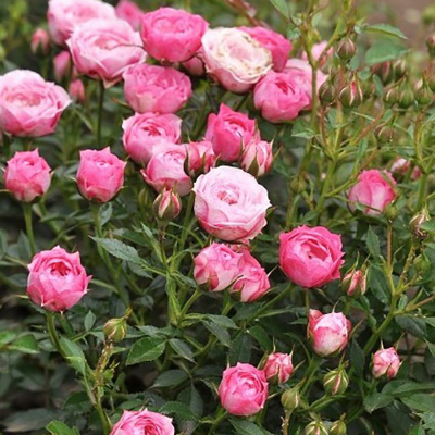 Роза "Blush Pixie"