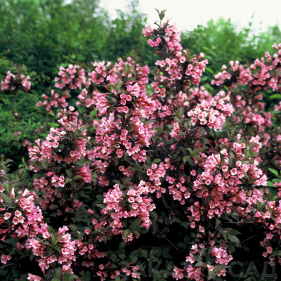 Вейгела "Foliis Purpureis"