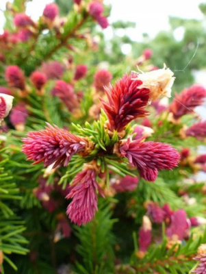 Ель обыкновенная "Cruenta"