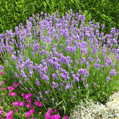 Лаванда узколистная "Munstead Variety"