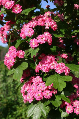 Боярышник однопестичный "Rubra Plena"