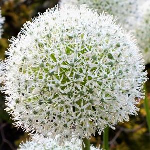 Аллиум (лук) декоративный "White Giant"