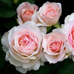 Роза "Morden Blush"