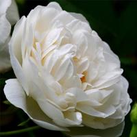 Шиповник (роза) сортовой "Madame Plantier"