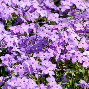 Флокс столоносный (ползучий) "Purpurea"