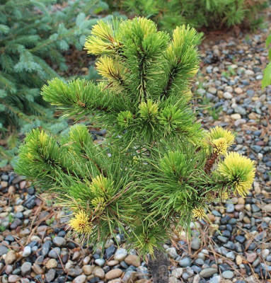 Сосна горная "Albovariegata Panoch"