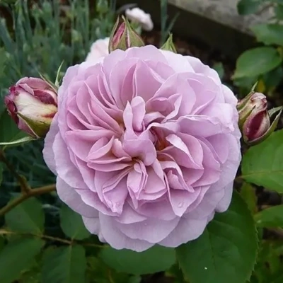 Роза "Florence Delattre"