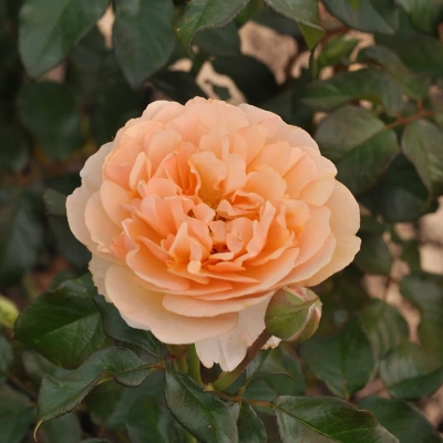 Роза "Jordi Roca"
